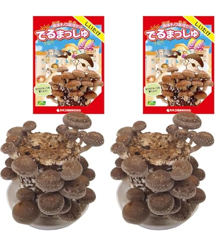 Amazon.co.jp: きのこの 種駒 しいたけ すその6 2 0（棒型） 500個入り